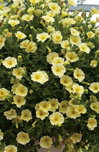 Petunia ogrodowa - Kaskada żółta