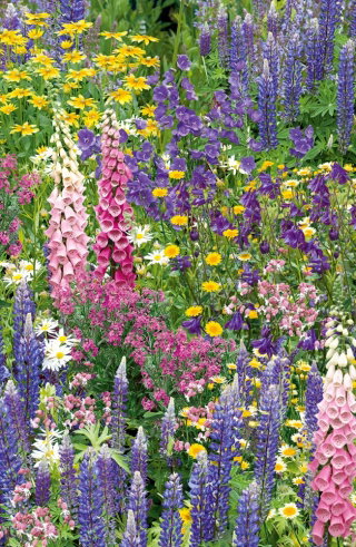 Mieszanka roślin miododajnych - wieloletnich