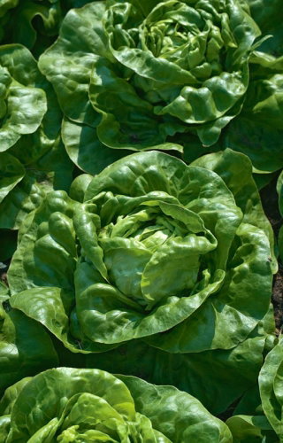 Sałata Szansa - głowiasta, pod osłony