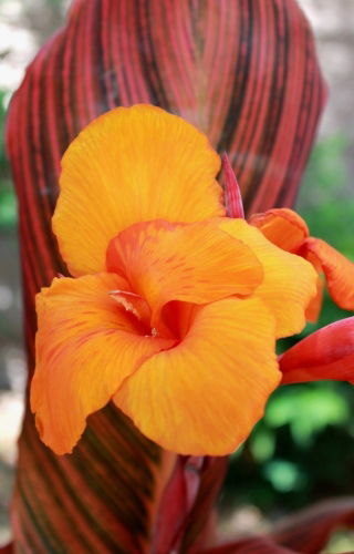 Kanna - Durban - GIGA paczka! - 50 szt.