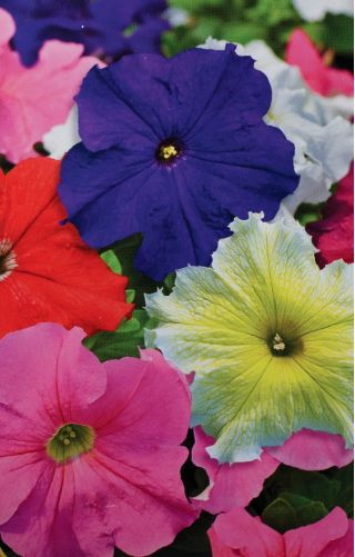 Petunia ogrodowa - Kaskada - mieszanka kolorów - Superkaskadia