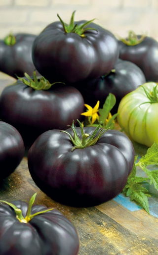 Pomidor Black Beauty – mięsisty, wysoki, gruntowy, słodki, czerwony w przekroju – HIT!