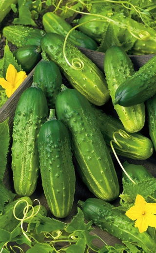 Ogórek Akord F1 - bardzo plenny, wysoka tolerancja na mączniaka, nie gorzknieje, kształtne owoce - 25 nasion