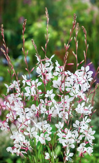 Gaura - Gaura lindheimeri
