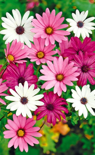 Osteospermum - mieszanka