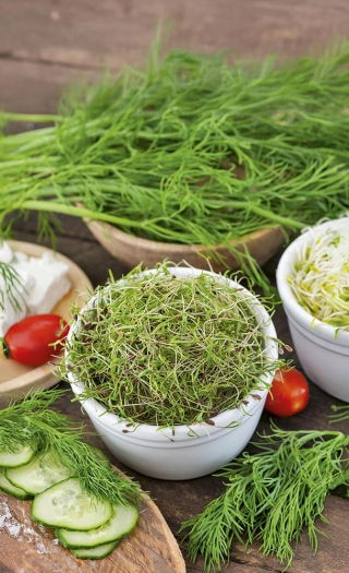 Nasiona na kiełki - Koper ogrodowy