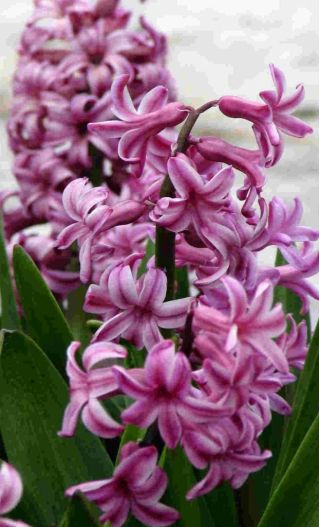 Hiacynt Amethyst - op. 3 szt.