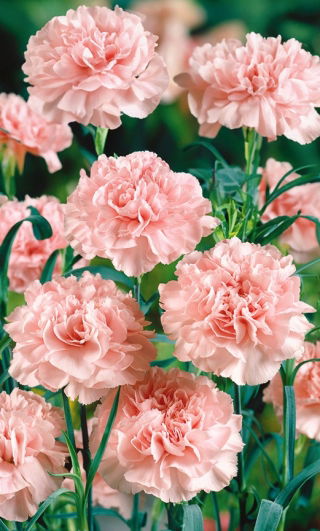 Goździk ogrodowy La France