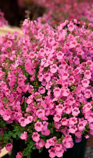 Diaskia Pink Queen