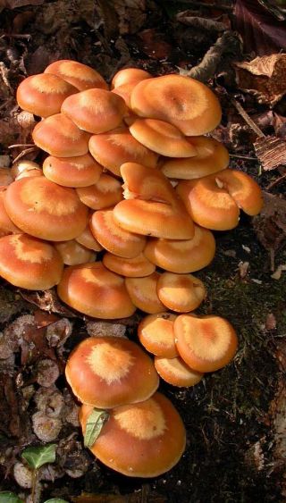Zestaw GIGANT - 13 gatunków grzybów - grzybnia na kołkach