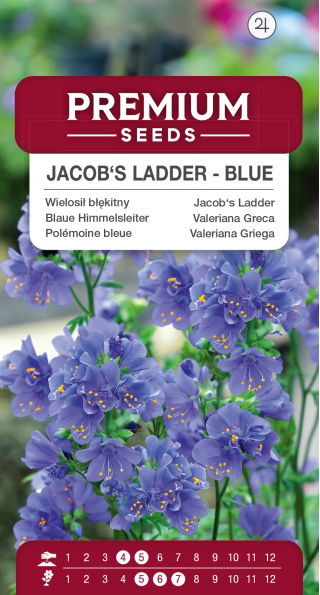 Wielosił błękitny - niebieski