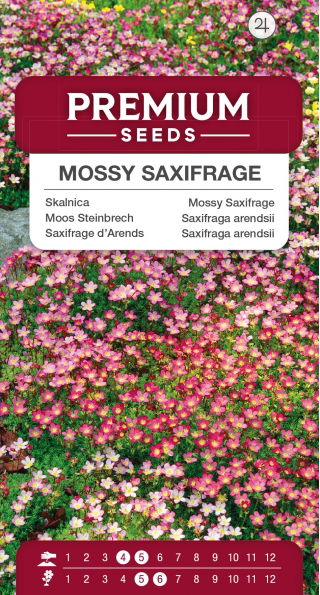 Skalnica - kolorowy dywan w ogrodzie!