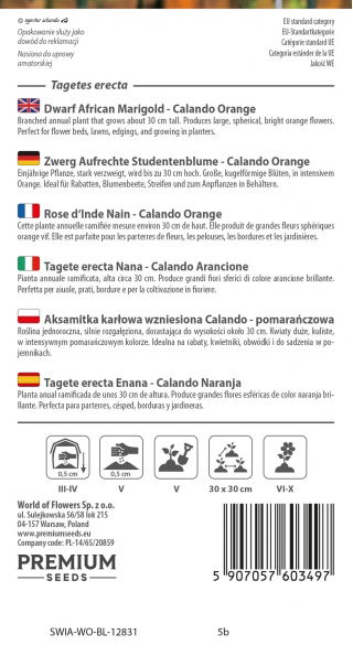 Aksamitka Calando - wzniesiona, karłowa, pomarańczowa