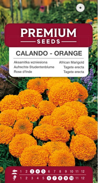 Aksamitka Calando - wzniesiona, karłowa, pomarańczowa