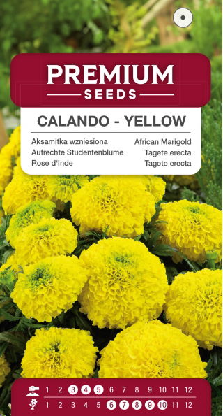 Aksamitka Calando - wzniesiona, karłowa, żółta