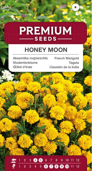 Aksamitka Honey Moon - rozpierzchła, żółta