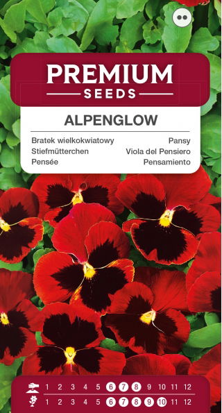 Bratek wielkokwiatowy Alpenglow - czerwony z czarną plamą