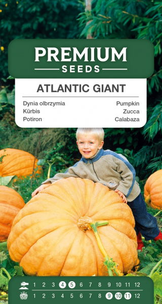 Dynia olbrzymia Atlantic Giant - gigantyczne owoce, nawet 300kg