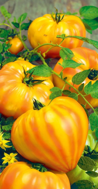 Pomidor Gourmansun F1