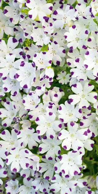 Porcelanka plamista