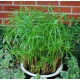 Papirus