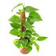 Epipremnum złote (Scindapsus aurea, Rhaphidiophora) na pniu