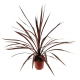 Kordylina - Cordyline
