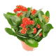 Kalanchoe - Kalanchoe