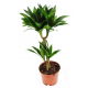 Dracena dermeńska, smokowiec - Dracaena dermensis Janet Craig (podwójna)