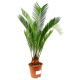 Sagowiec wygięty, Palma paprociowa - Cycas revoluta 1