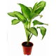 Diffenbachia - Dieffenbachia