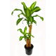 Dracena Wonna, Smokowiec - Dracena Fragrans Massangeana (Podwójna)
