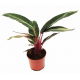 Stromanthe