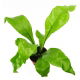Zanokcica gniazdowa - Asplenium nidus