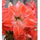 Hipeastrum - Amarylis - Lady Jane