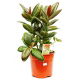 Fikus (Figowiec) sprężysty - Ficus elastica melany