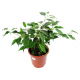Fikus (Figowiec) benjamiński - Ficus benjamina danielle 1