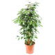 Fikus (Figowiec) benjamiński - Ficus benjamina danielle
