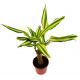 Dracena Wonna, Smokowiec - Dracena Fragrans Golden Coast