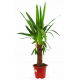Juka - Yucca (średnia)