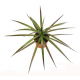 Dracena obrzeżona, Smokowiec - Dracaena marginata (mała)