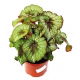 Begonia królewska, Ukośnica - Begonia rex