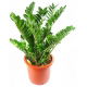 Zamia - Zamiokulkas zamiolistny - Zamioculcas zamifolia duży