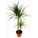Dracena obrzeżona, Smokowiec - Dracaena marginata