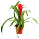 Guzmania