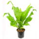 Zanokcica gniazdowa - Asplenium nidus 2