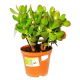 Grubosz, Drzewko Szczęścia - Crassula