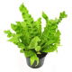 Zanokcica - Asplenium antiquum