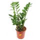 Zamia - Zamiokulkas zamiolistny - Zamioculcas zamifolia (w większej doniczce)