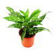 Aglaonema zmienna - Aglaonema commutatum